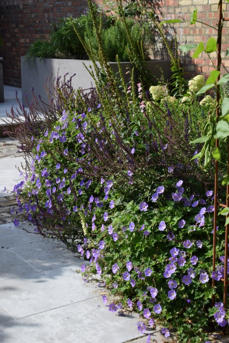 Geranium Azure Rush